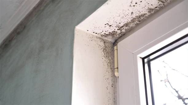 Professional Mold Removal in Highland, IN