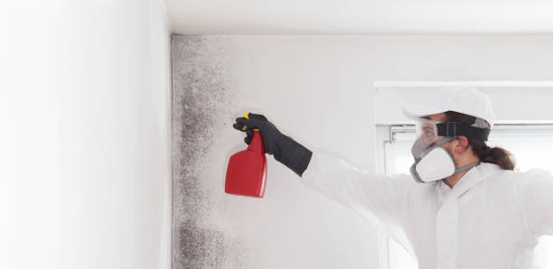Best Attic Mold Removal  in Highland, IN